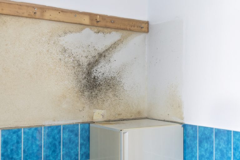 How Do I Handle Mildew and Mold before Repainting a Bathroom? Painting Venice FL